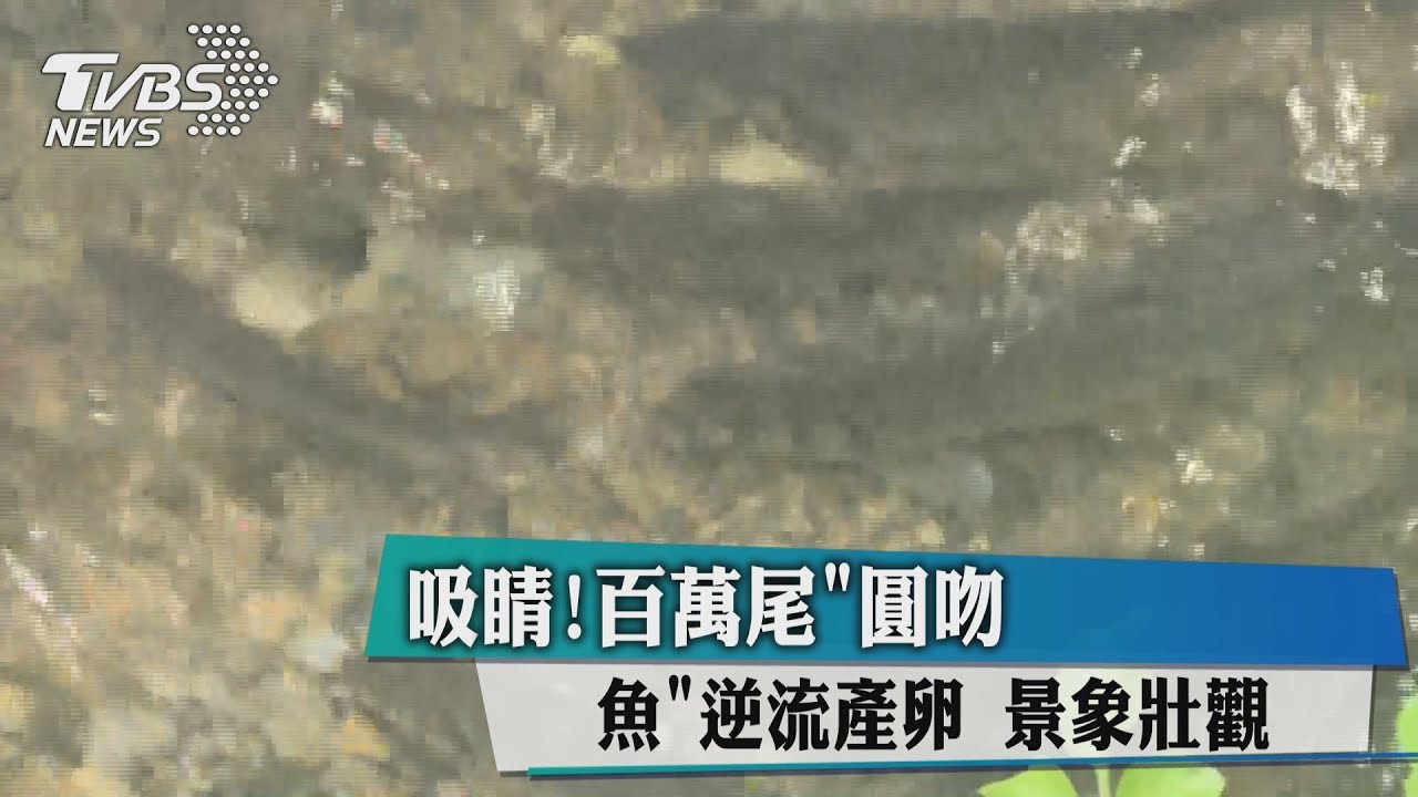 吸睛！百萬尾「圓吻鯝魚」逆流產卵　景象壯觀