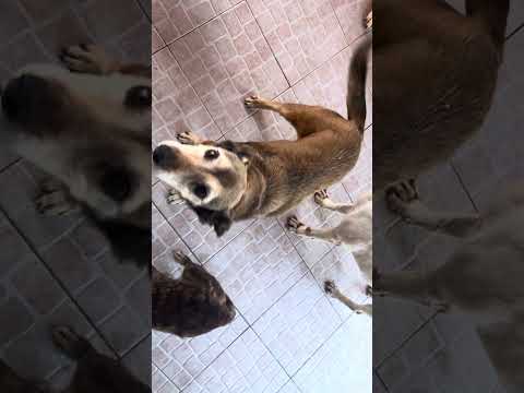 Vídeo de VAIDOSA