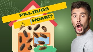 What to Do If Sowbugs Are in My Home