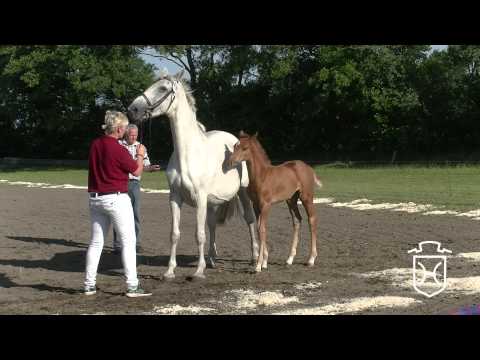 NF164 Stutfohlen von Uriko   Carthago   Caletto II Apple Geräte HD Höchste Qualität