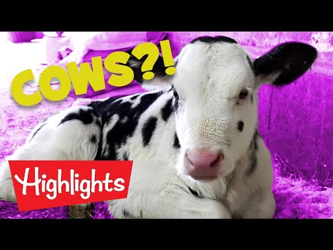 Did you know? #2 | 2020 | Laugh and Learn | Highlights Kids - Kingdom Kids Zone, Little Learners - Highlights Kids