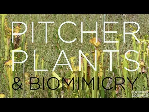 Biomimicry Pitcher Plants