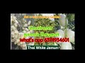 White Naval And Jamun Naval Fruits Plants 6374934601