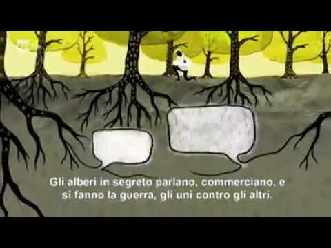 La comunicazione nel mondo vegetale