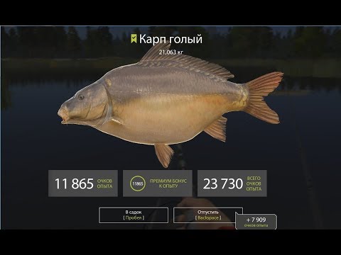 Русская Рыбалка 4 (Russian Fishing) Карп на Медвежке #1