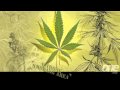 Alborosie - No cocaine (Escape From Babylon ...