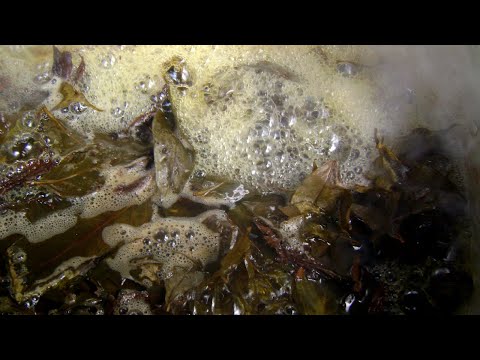 Ayahuasca Ceremony Music - Shipibo Medicine Song - Don Antonio