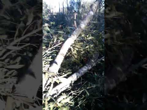 El Tornado dejó grandes árboles caídos en Caa Yari Misiones. Argentina