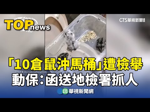 「10倉鼠沖馬桶」遭檢舉　動保：函送地檢署抓人