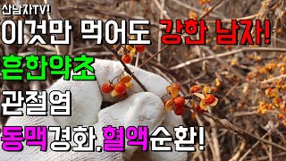 정력강화 흔한약초 노박덩굴 엄청난 효능~!  성인병 동맥경화 성인병 생리통 혈액순환 ~자연 건강 항암 약초 …