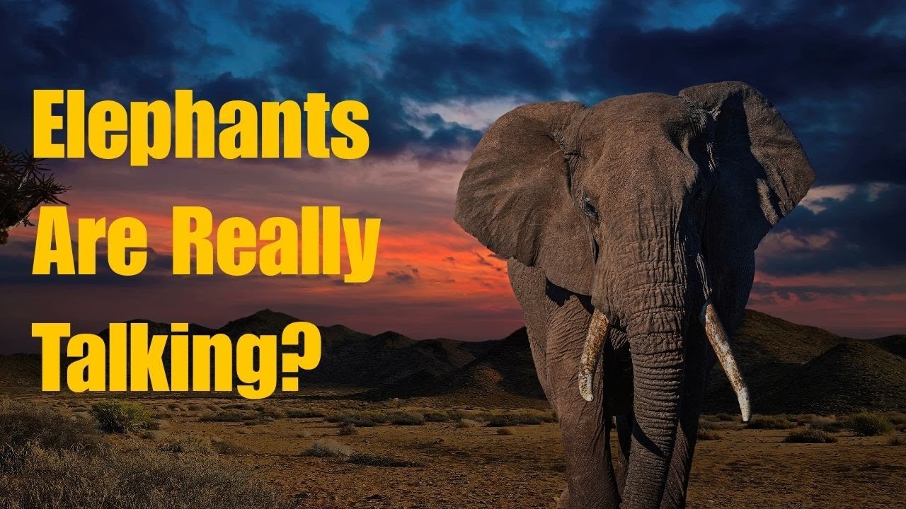 Los elefantes africanos se comunican con gestos intencionados para expresar sus deseos