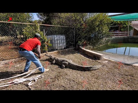 Noti X 💬 Kaiman di mas ku 3m den Dam Pretu