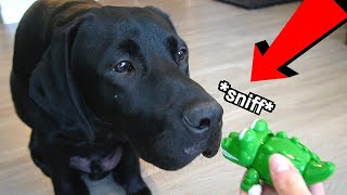 Labrador Reacts To Alligator!!