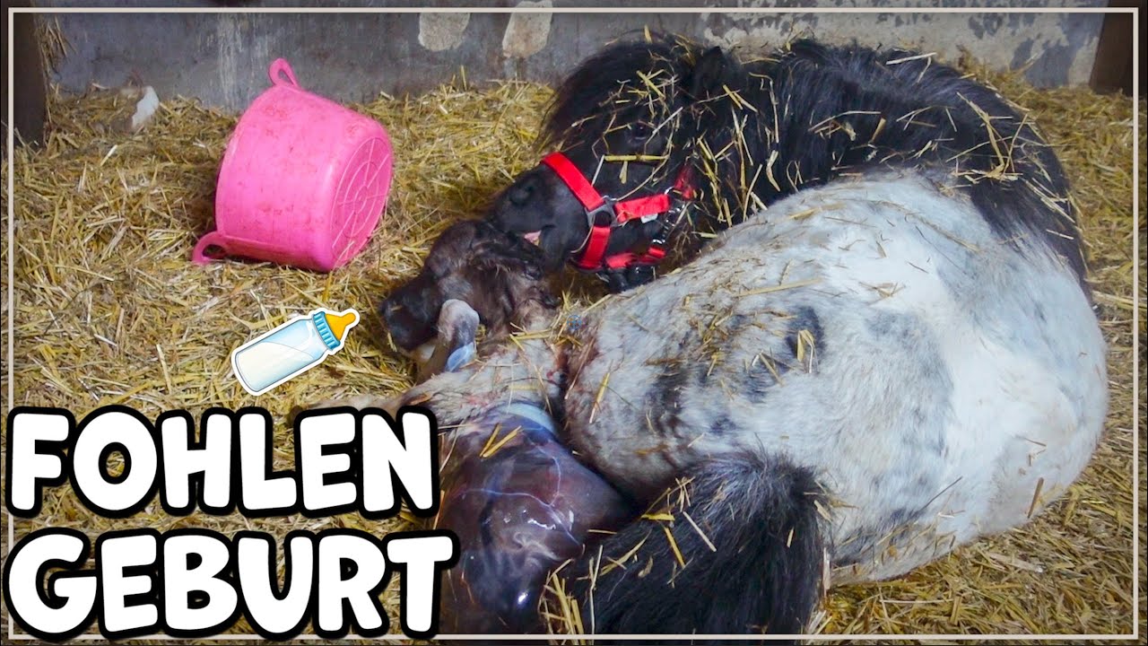FOHLEN GEBURT  - Herzblatts Fohlen erste Sekunden auf der Welt ♥