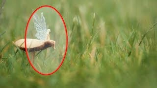 5 FAIRIES CAUGHT IN REAL LIFE 2018 video