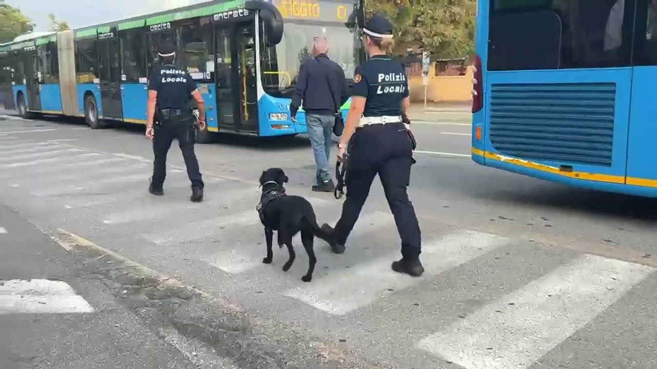 Treviglio, cane antidroga fuori da scuola per cercare sostanze stupefacenti