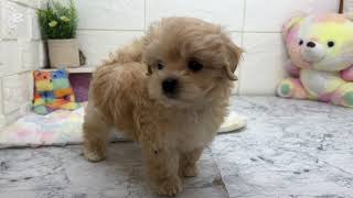 ハーフ犬の動画01