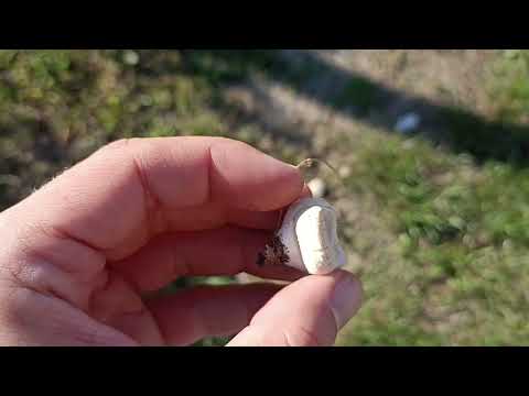 Purchawka na Twojej działce? – jadalna symbioza w permakulturze