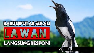 Download lagu Pancingan kacer gacor ini ampuh buat kacer bahan biar aktif!! mp3