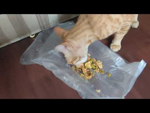 New update on the cat Ginger 🐈🐈