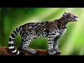 Ocelot (American Painted Leopard)