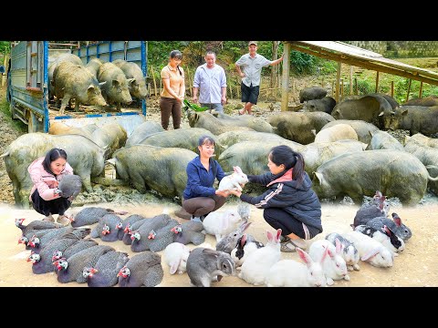 REWIND TIMELAPSE --299 Days Sell Pigs Weighing 110Kg, Sell Ducks, Sell Chicken /Phương's Story