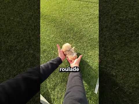 Ce Chien est très Mignon...