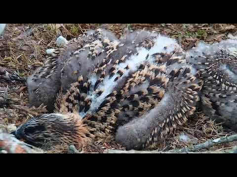 LOTL Chick looks fine after being stood on by mum 16 39pm 11th Jun'21 @SWT
