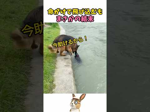 友達を助けようとしたシェパード…！
