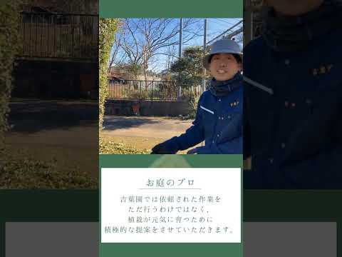 santolina-chamaecyparissus-santoline-petit-cyprès-jardin-sec-jardin-rocaille