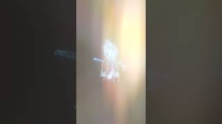 Download lagu Tere charno se lipat jate hai 😥🙏||#krishna #radheradhe #shorts #viral #trending #bhajan #video mp3