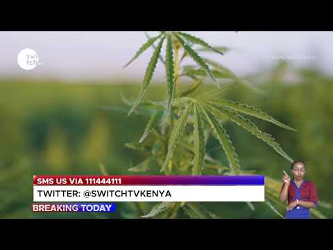 HASHISH PRODUCTION IN LEBANON