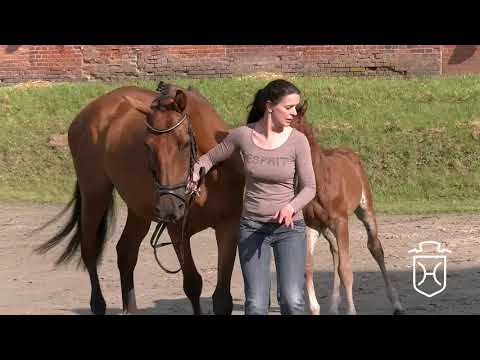 Hengstfohlen von Uriko - Corrado I - Caletto I