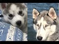 Husky Then and Now: Eye Colour