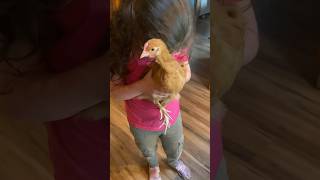 Download lagu Herm The House Chicken 🐓 l The Dodo mp3