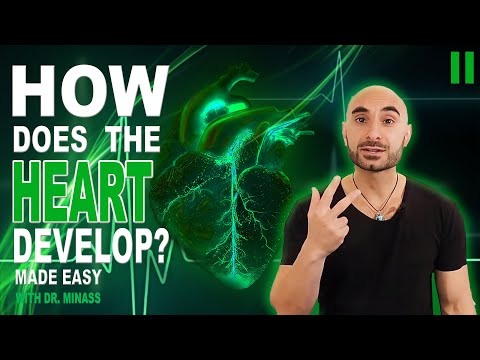 Embryology of the Heart II 
