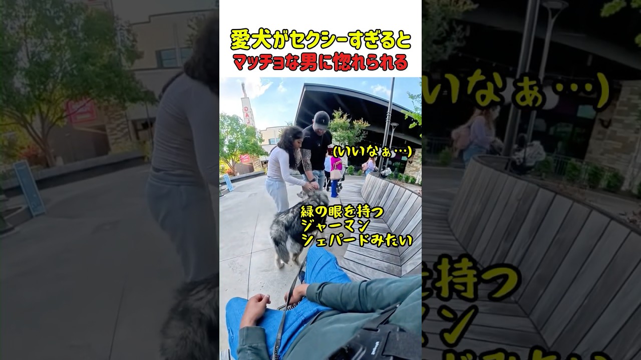 【驚き】マッチョな男もイチコロｗ セクシーすぎる愛犬のオーラが反則級な件　#いぬ #犬 #犬動画 #驚き #犬のいる暮らし #ネイティブアメリカンインディアンドッグ #かわいい #癒し #shorts