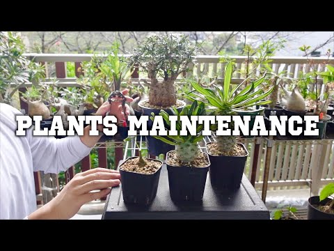 バルコニーのプライバシースクリーン - プライバシーを高めるための植物と竹のスクリーン  庭園