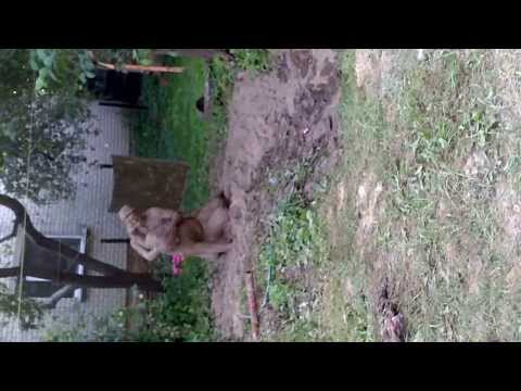 Purva Bridēji - Vārtīšanās pa dubļiem