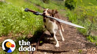 This Dog Is REALLY Obsessed With Sword Fighting With Her Humans | The Dodo by The Dodo