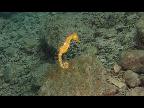 Tauchen in Kroatien auf der Insel Krk im Dive Loft August 2014, Silent Beach,Secret Beach,Mafia Bay und Love Cave,Kroatien