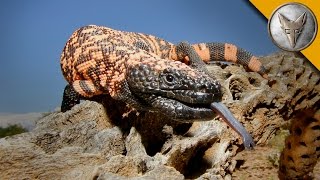 The Gila Monster - AMAZING Venomous Lizard Encounter!
