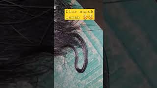 Download lagu Ular Kecil Masuk Rumah, Berbisa ga Nih? #shorts #animals #snake #story mp3