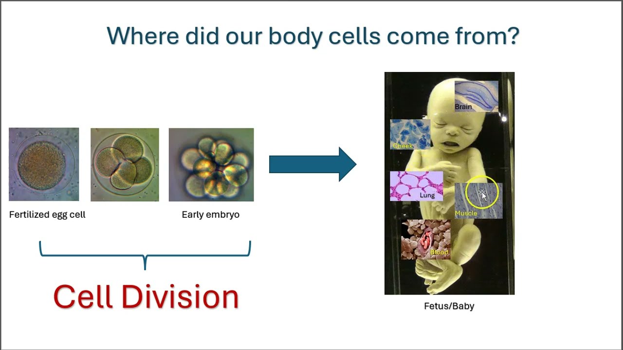 Early discoveries on fertilization and development