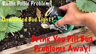 How To Get Rid Of Rollie Pollies, Pill Bugs. Did I find A Use For Unwanted Bud Light?