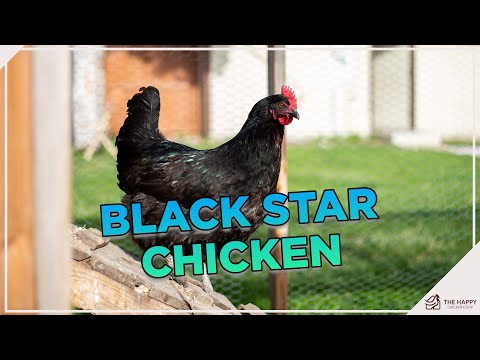 , title : 'Ayam Black Star: Juara Bertelur yang WAJIB Anda Lihat!'