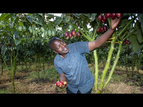 No College? No Problem! How to Get Rich Farming Tree Tomatoes