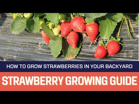 , title : 'How to Grow Strawberries in Your Backyard - Strawberry Growing Guide'