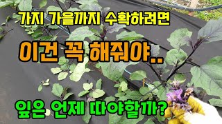 가지 가을까지 수확하려면 이건 꼭 해줘야 가지잎은 아직 따지마세요 가지곁순제거, 가지꽃(열매)제거, 가지웃거…