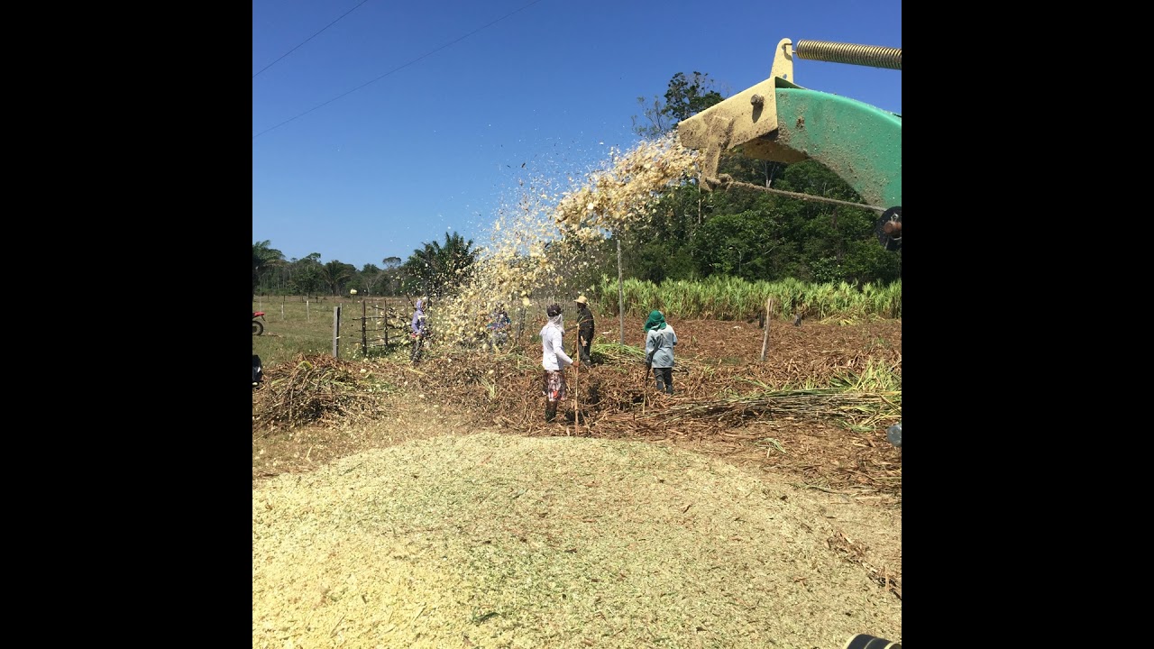 Podcast Prosa Rural - Silagem: Produção para alimentação animal